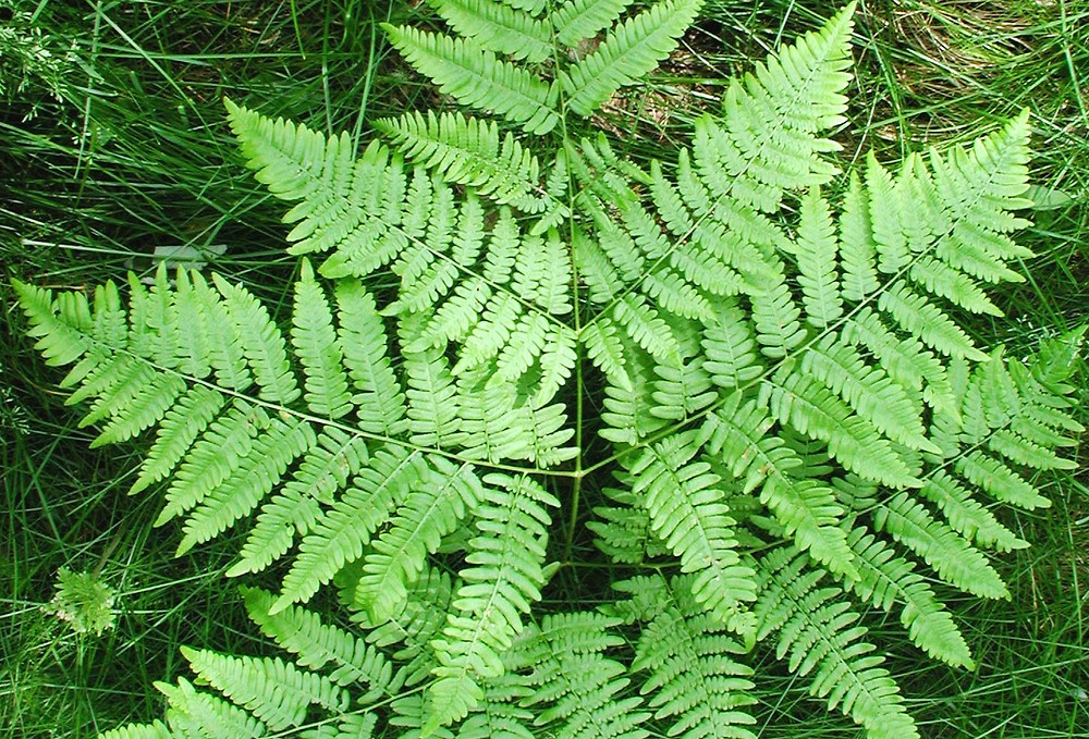 Bracken Fern